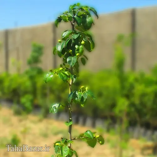 نهال گلابی اسپادانا 150 سانتی متری