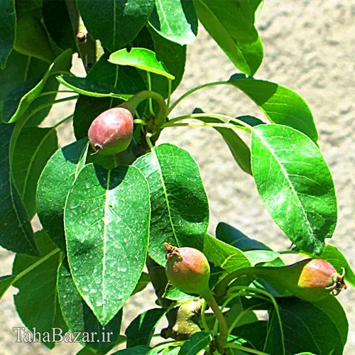 نهال گلابی مشو150 سانتی متر