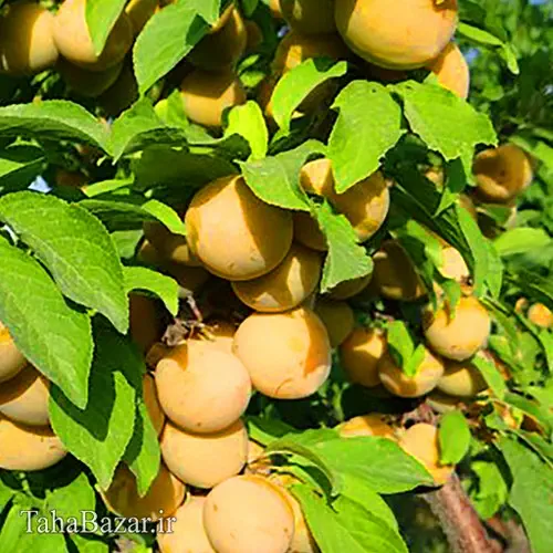 نهال الو قطره طلا 100 سانتی متری