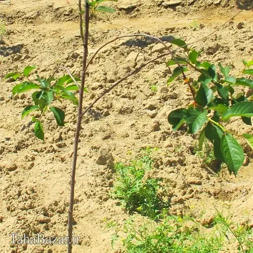 نهال آلبالو شمال 100 سانتی متری