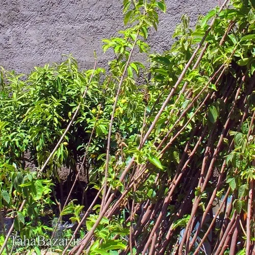 نهال خرمالو100 سانتی متری