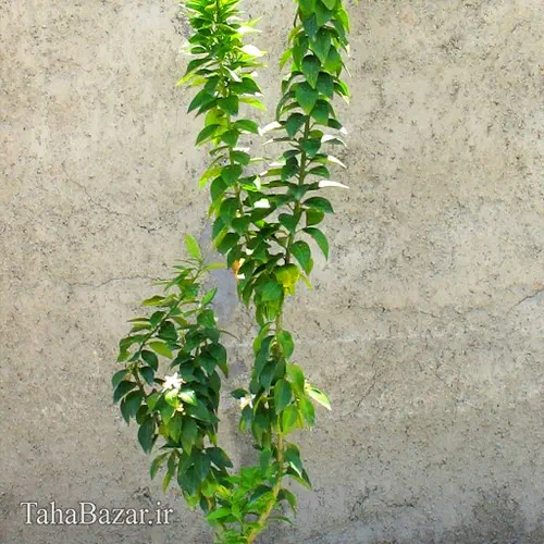 نهال نارنج خوشه ای 50 سانتی متر