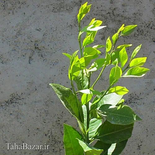 نهال لیمو ترش سنگی 150 سانتی متر