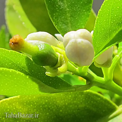 نهال نارنج معمولی 50 سانتی متر