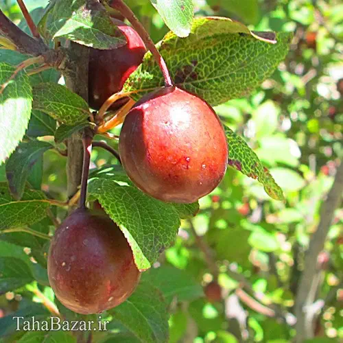 نهال آلو سرخ 150 سانتی متری