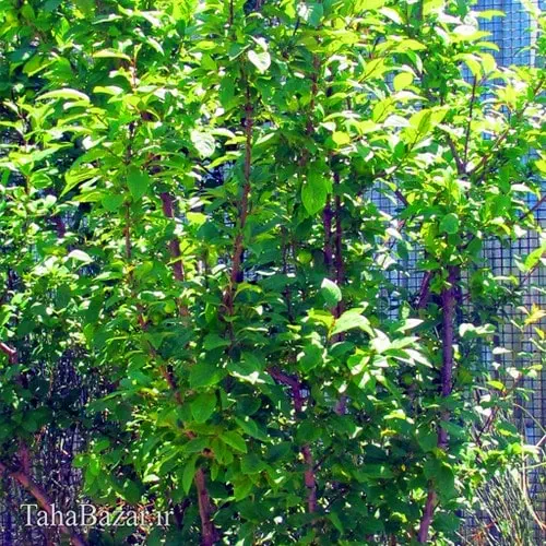 نهال گوجه سبز 50 سانتی متری