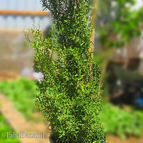 نهال گوجی بری 150 سانتی متری