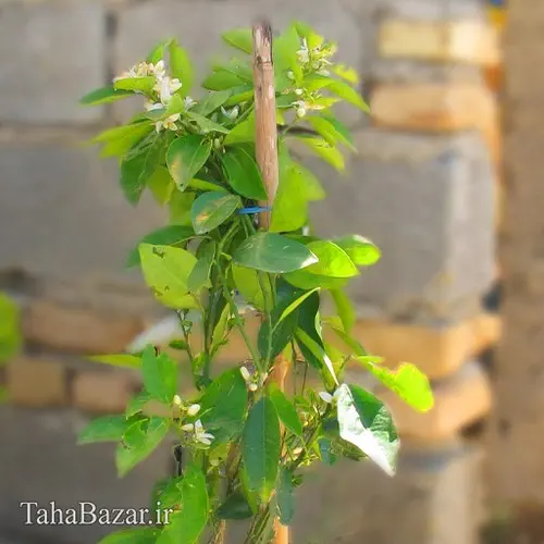 نهال پرتقال تو سرخ 100سانتی متری